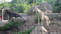Selain penguin, traveler juga bisa melihat kitsune atau yang disebut serigala di kebun binatang ini. Tampak keren sekali ya (Baban/detikTravel)