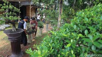Tanaman Bonsai menjadi salah satu peserta Pameran Flona 2017.