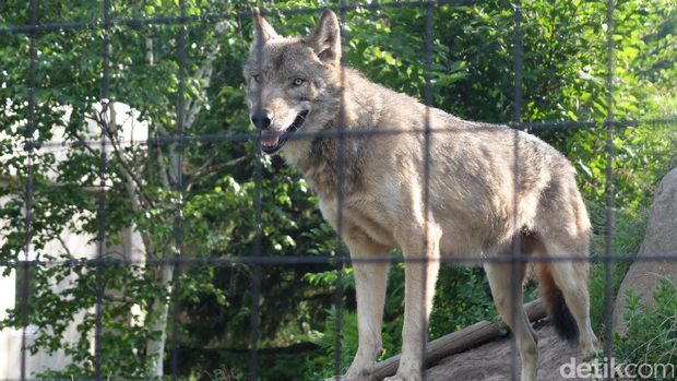 Serigala di Asahimaya Zoo (Baban/detikTravel)