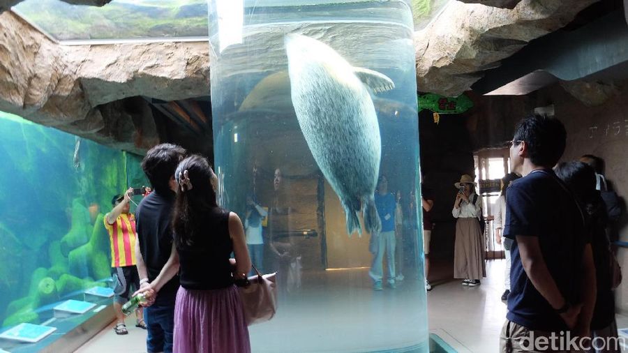 Foto Penguin Dan Aneka Fauna Lucu Di Jepang Foto 9