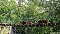 Pengunjung bahkan bisa melihat red panda yang berasal dari Chengdu di China. Lengkap sekali kebung binatang ini! (Baban/detikTravel)