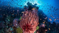 Alasannya, ada 540 jenis karang yang hidup di perairannya menjadi daya tarik serta corak dalam kelengkapan flora dan fauna bawah air yang mendiami perairan Raja Ampat. Thinkstock  