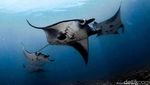 Ini 4 Tempat Diving Indonesia yang Masuk 10 Destinasi Terbaik Asia