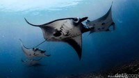 Pulau Komodo di Kepulauan Nusa Tenggara nangkring di posisi 7. Sementara urutan 6 ditempati Kepulauan Andaman, India. (Komodo dTraveler)