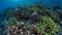 Di Papua Barat, inilah Raja Ampat. Destinasi yang bahkan disebut-sebut layak sebagai tempat diving terindah di dunia (Thinkstock)