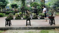 Seorang pengunjung melintas di depan tanaman hias yang dipamerkan, Sabtu (22/7/2017).