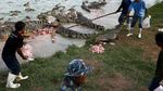 Foto : Peternakan 150 Ribu Buaya, Berani Masuk?