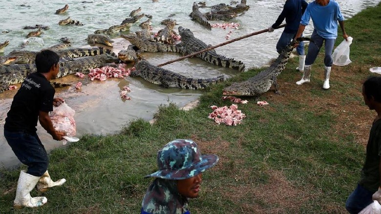 Para pawang buaya peternakan Sri Ayutthaya (Athit Perawongmetha/ Reuters) Para pawang buaya peternakan Sri Ayutthaya (Athit Perawongmetha/ Reuters)