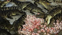 Peternakan ini mengembangbiakan, memberi makan, memotong, dan melakukan penyemakan kulit buaya (Athit Perawongmetha/ Reuters)