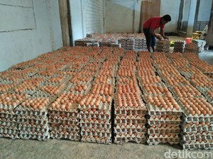 Harga Telur Ayam Hancur, Peternak Rugi Rp 3 Juta/Hari