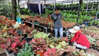 Pengunjung melihat-lihat tanaman hias.