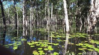 Boat akhirnya masuk ke dalam rawa. Di sini panoramanya lebih indah, banyak bunga teratai di permukaan air yang kalau diperhatikan mirip-mirip dengan panorama Sungai Amazon (Afif/detikTravel)
