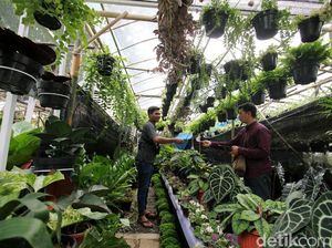 Bermacam Tanaman Hias Dipamerkan di Lapangan Banteng