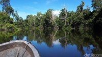 Sungai Kaliwanggo ini akan membawa kita ke MM 12.2, yang mana sungainya sendiri ternyata tembus ke wilayah Papua Nugini. Panorama alamnya menakjubkan! (Afif/detikTravel)