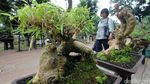 Bermacam Tanaman Hias Dipamerkan di Lapangan Banteng