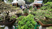 Beberapa pengunjung melihat berbagai jenis tanaman hias.