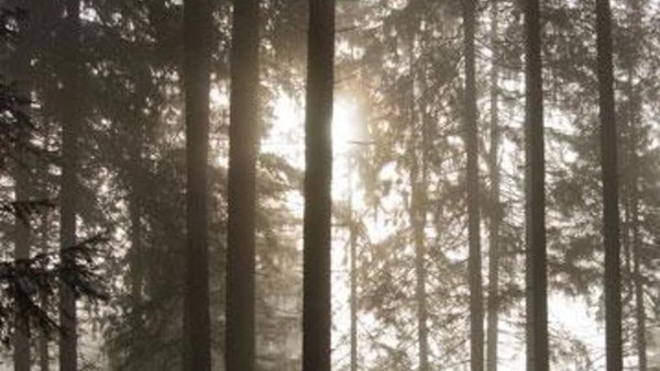Black Forest di Jerman menginspirasi cerita-cerita sosok mitologi peri, kurcaci, penyihir, dan manusia srigala. Hutan ini lebat, sulit dimasuki cahaya matahari dan suasananya cukup menyeramkan (Guido de Kleijn) Black Forest di Jerman menginspirasi cerita-cerita sosok mitologi peri, kurcaci, penyihir, dan manusia srigala. Hutan ini lebat, sulit dimasuki cahaya matahari dan suasananya cukup menyeramkan (Guido de Kleijn)