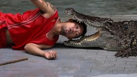 Selain melihat ribuan buaya, traveler juga bisa melihat atraksi buaya. Dan bisa juga memberi makan buaya (Athit Perawongmetha/ Reuters)