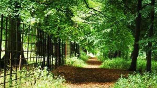 Ada banyak kasus orang yang meninggal di Hutan Wychwood, Inggris. Wanita Amy Robsart yang meninggal dengan leher patah. Setelah itu, Earl of Leicester, suami dari Amy Robsart kerap dihantui oleh arwah istrinya saat sedang berburu di hutan Wychwood. Dia berujar, istrinya mengatakan kalau dia akan tewas 10 hari. Benar saja, 10 hari kemudian dia tewas karena sakit. Semenjak itu masyarakat percaya siapapun yang dihantui Amy Robsart akan bernasib sama dengan suaminya (Andrew Moores/BBC Travel) Ada banyak kasus orang yang meninggal di Hutan Wychwood, Inggris. Wanita Amy Robsart yang meninggal dengan leher patah. Setelah itu, Earl of Leicester, suami dari Amy Robsart kerap dihantui oleh arwah istrinya saat sedang berburu di hutan Wychwood. Dia berujar, istrinya mengatakan kalau dia akan tewas 10 hari. Benar saja, 10 hari kemudian dia tewas karena sakit. Semenjak itu masyarakat percaya siapapun yang dihantui Amy Robsart akan bernasib sama dengan suaminya (Andrew Moores/BBC Travel)