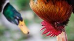 Foto: Tarik-tarikan Ayam, Tradisi Cari Jodoh Kontroversial