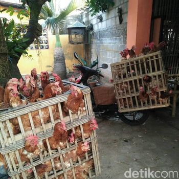 Harga telur dari peternak ayam di Blitar tinggi/
