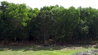 Menteri Agraria dan Tata Ruang (ATR) Sofyan Djalil mengungkapkan pemerintah sudah memiliki lahan sekitar 300.000 Ha untuk calon ibu kota negara yang baru. Meski demikian dia enggan mengungkapkan lokasinya karena takut ada spekulan tanah. Foto: Eduardo Simorangkir