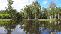 Kabarnya masih banyak buaya di Sungai Kaliwanggo. Selain itu, sungai ini sangat jarang didatangi penduduk. Suasananya masih sangat alami (Afif/detikTravel)