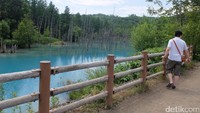 Blue Pond berlokasi di kiri tepi Sungai Bieigawa, kawasan Biei, Hokaido (Baban/detikTravel)