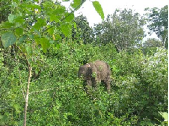 Selebritas Kondang Inggris Terkesan Liburan ke Sumatera