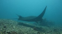 Foto: Surga bawah laut Indonesia memang tak perlu diragukan. Selain ada Derawan dan Raja Ampat, Pulau Komodo pun mendapat predikat tempat menyelam terbaik di Asia. Hal spesial yang bisa kamu temukan di Pulau Komodo adalah sunfish, manta sampai lumba-lumba (CNN)