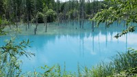 Blue Pond bermula saat pemerintah daerah Hokkaido membangun bendungan besar di hulu Sungai Bieigawa (Baban/detikTravel)