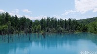 Sementara bangunan tanggul untuk memblokade air telah meredam hutan dataran rendah yang menciptakan kolam. Air Sungai Bieigawa telah bercampur dengan mineral yang berada dalam kolam tersebut sehingga mengandung alumunium (Baban/detikTravel)