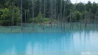 Di tengah kolam berjejer sejumlah batang pohon pinus berkondisi mati (Baban/detikTravel)