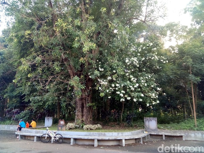 Pohon Bodhi atau Ficus Religosa yang ada di sebelah utara Balairung, Universitas Gadjah Mada (UGM)