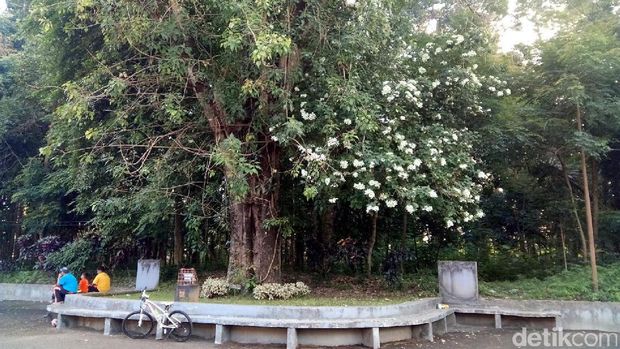 Pohon Bodhi, (Ficus Religosa) yang ada di sebelah utara Balairung, Universitas Gadjah Mada (UGM) Pohon Bodhi atau Ficus Religosa