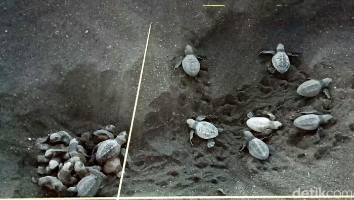 Telur penyu menetas di Banyuwangi