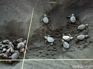 Etika Mengintip Penyu Bertelur