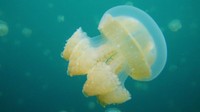 Foto: Indonesia harus berbangga untuk duduk diurutan ketiga. Karena ubur-ubur stinglessnya, Kepulauan Derawan menjadi tempat menyelam terbaik ketiga asia. Selain ubur-uburnya, bawah laut Derawan pun memang terkenal cantik dimata para penyelam (CNN)