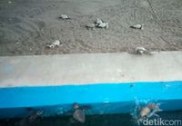 Tukik yang langsung berenang