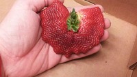 Strawberry umumnya berbentuk tunggal dan mungil. Namun strawberry ini berbeda karena seperti menggabungkan banyak strawberry dalam bentuk lebar dan besar. (Foto: Bored Panda)