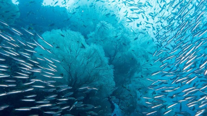Tempat menyelam terbaik di asia