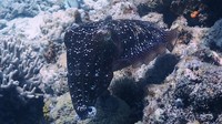 Foto: Jepang pun menyumbangkan tempat diving terbaik di Asia, yaitu Kepulauan Kerama di Okinawa. Yang khas dari spot ini adalah cuttlefish. Biota ini memiliki class yang sama dengan gurita dan cumi. Cuttlefish disebut juga sebgai rajanya kamuflase (CNN)