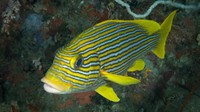 Foto: Kemudian ada Kepulauan Andaman di India. Yang menjadikannya spesial adalah ikan ribboned sweetlips. Ikan ini bisa hidup sendirian sampai kedalam 50 meter. Memiliki warna cerah, ikan suka berkamuflasi di daerah karang (CNN)