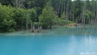 Aoiike atau Blue Pond menampilkan nuansa khas yang membetot perhatian traveler. Air kolamnya berwarna biru biru (Baban/detikTravel)
