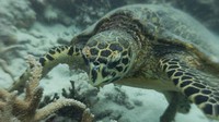 Foto: Yang terakhir ada Tubbataha Reef National Marine Park di Filipina. Spot ini memiliki wall (dinding karang) sepanjang 100 meter, laguna dan 2 pulau karang. Namun dengan adanya jalur kapal, polusi air laut dan offsshore, spot ini dinyatakan sebagai daerah yang sensitif (CNN)