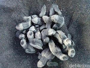 Melihat Telur Penyu Menetas: Bikin Gemas!
