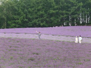 Bagai Lukisan, Inikah Kebun Lavender Terindah di Jepang?