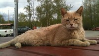 Kota Talkeetna di Alaska punya Wali kota seekor kucing lucu. Kucing ini bernama Stubbs dan dipilih menjadi Wali kota kehormatan pada tahun 1997. Sayang, Stubbs harus meninggal di usia 20 tahun pekan lalu (Talkeetna Mayor Stubbs/Facebook)