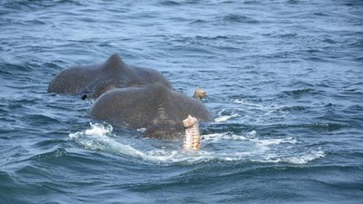 Foto: Penyelamatan 2 Ekor Gajah yang Hanyut ke Laut Sri Lanka