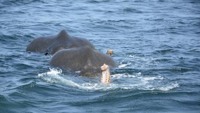 Gajah Malang Ini Tersapu Hingga 12 KM ke Tengah Laut, Tapi Akhirnya